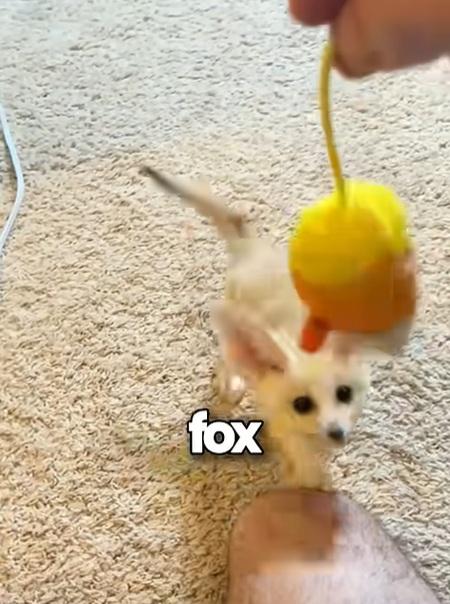 小魔怪雙耳很大,面尖尖,原來是狐狸。(互聯網)