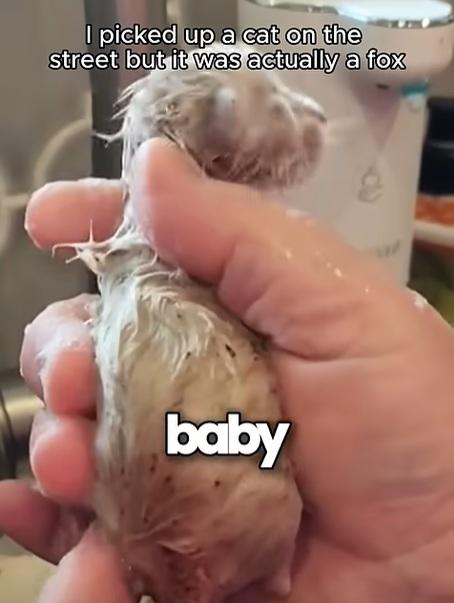 男子幫牠洗澡。(互聯網)