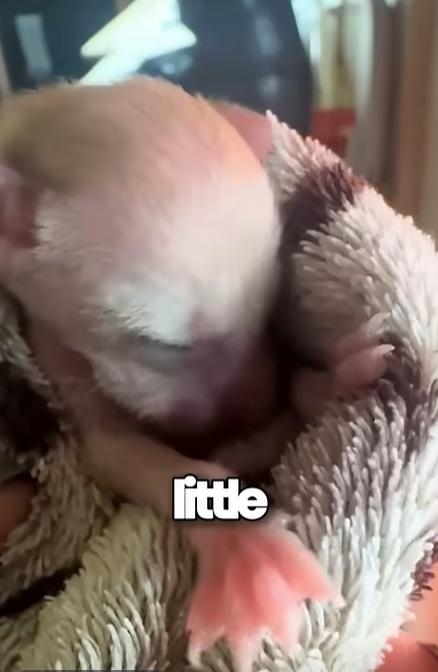 貓咪細細隻。(互聯網)