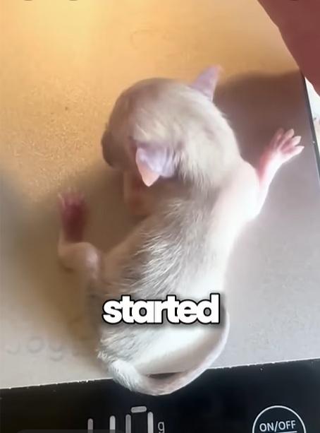 貓咪細細隻。(互聯網)