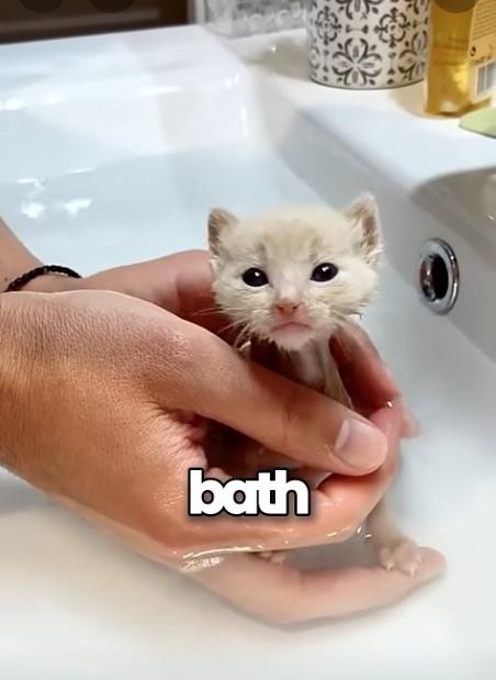 可愛模樣。(互聯網)