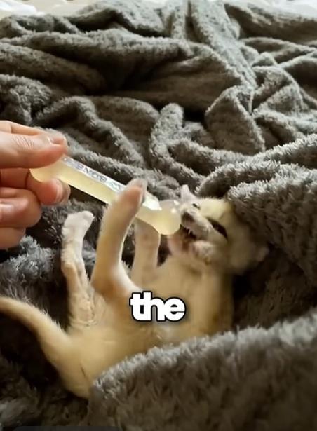 貓咪開始變樣。(互聯網)