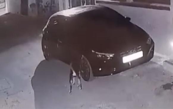 黑狗狂抓一輸後,在車旁嗅聞、徘徊。(互聯網)