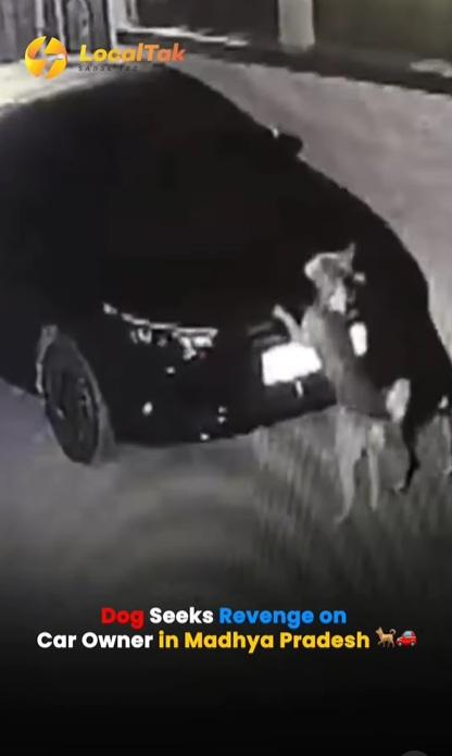 黃狗隨後加入,跟黑狗一同狂抓車頭。(互聯網)