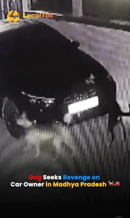 左邊的黃狗「停手」,黑狗繼續狂抓。(互聯網)