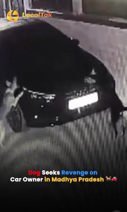 黃狗爬起,換個位置再抓車旁。(互聯網)