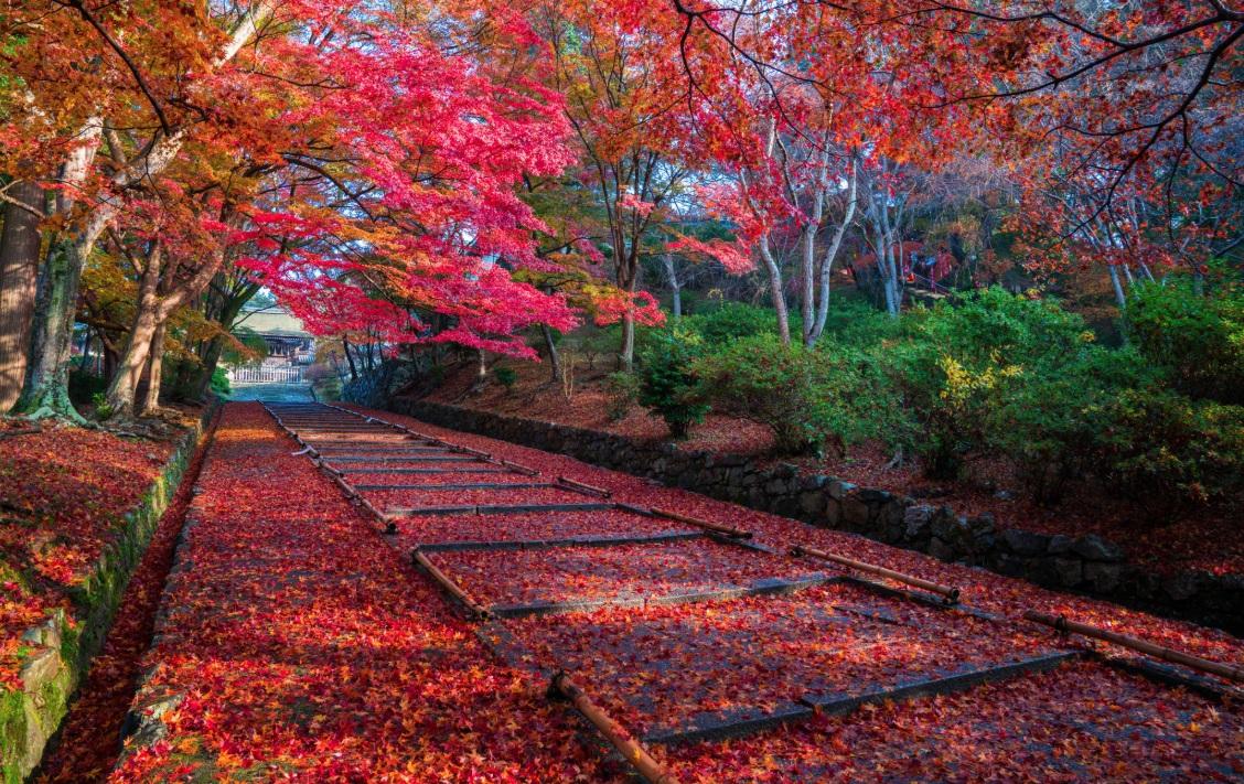 京都山科區紅葉景致。(互聯網)