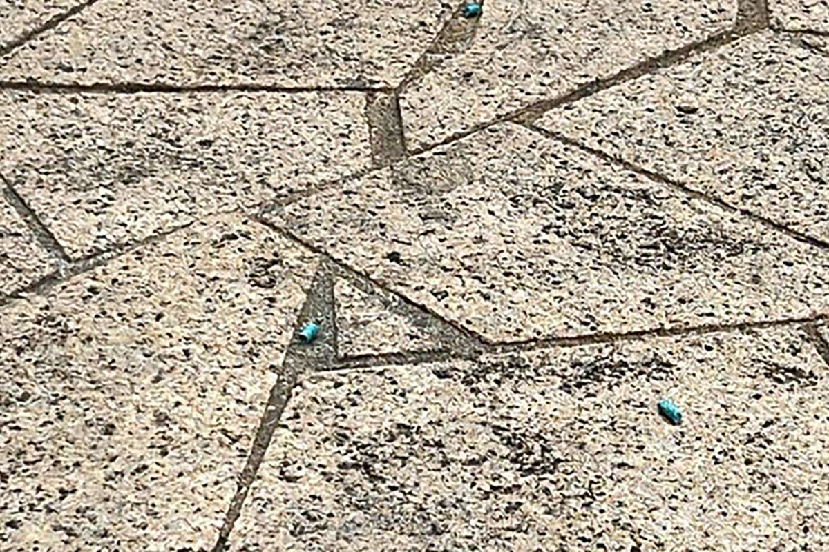 聚魚道休憩花園最近不時出現藍色老鼠藥。(《香港動物報》圖片)