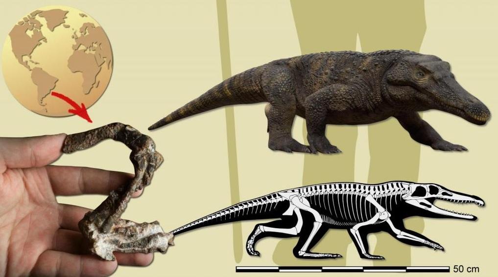 新發現的化石為原鱷龍科(Proterochampsidae),科學家以電腦模擬其外形。(互聯網)