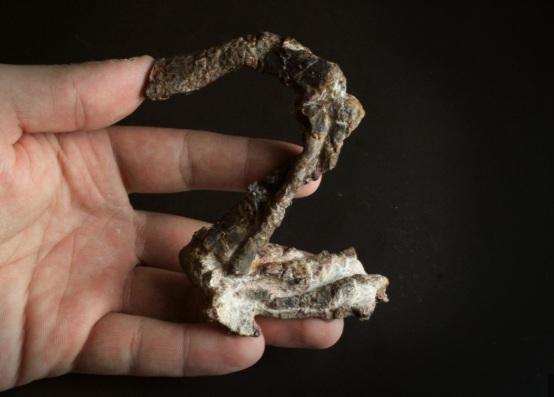 科學家在巴西發現約2.37億年前中生代的新爬行動物化石,有助研究恐龍起源及進化。(互聯網)