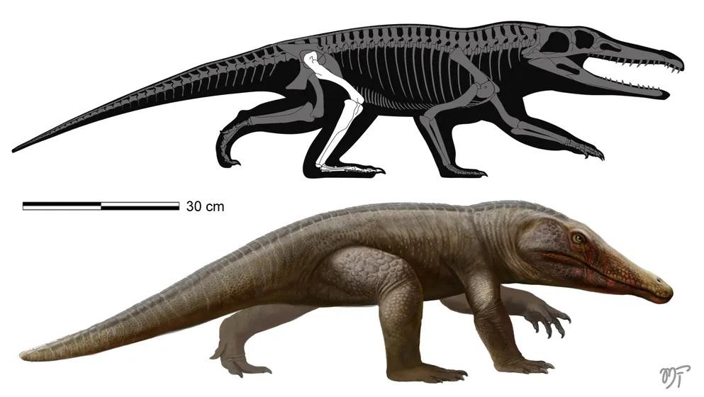 新爬行動物命名為Retymaijychampsa beckerorum,意指「長著強壯腿的鱷魚」。(互聯網)