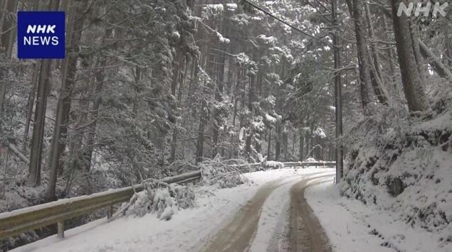 山區道路積雪,有樹倒塌。(互聯網)