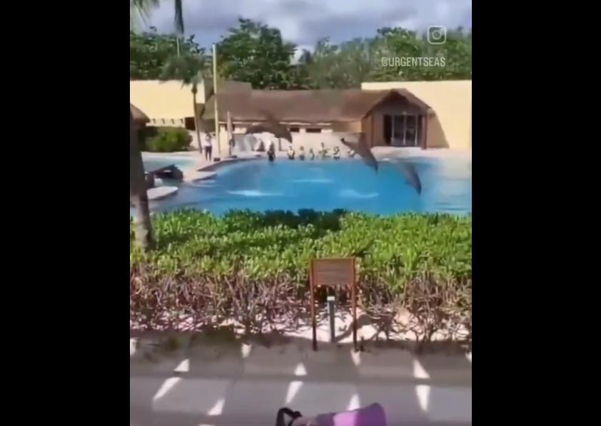 事發時,3條海豚表演。(互聯網)