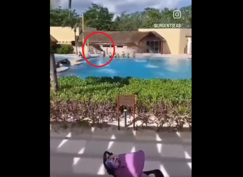 其中一條海豚偏離,撞向池邊。(互聯網)