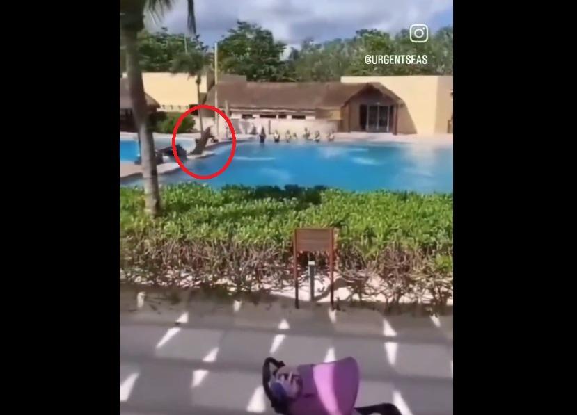 海豚偏離,頭部直撞池邊。(互聯網)