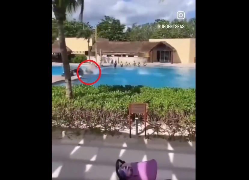 海豚頭部直撞池邊,即癱倒在地。(互聯網)