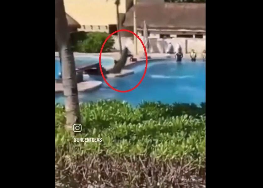 海豚猛撞混凝土池邊,嚇壞觀眾。(互聯網)