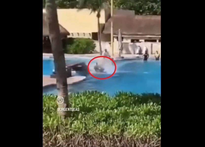 海豚頭部直撞池邊,即癱倒在地。(互聯網)