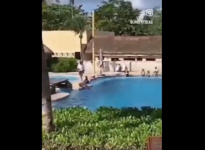 海豚頭部直撞池邊,即癱倒在地,職員上前查看。(互聯網)