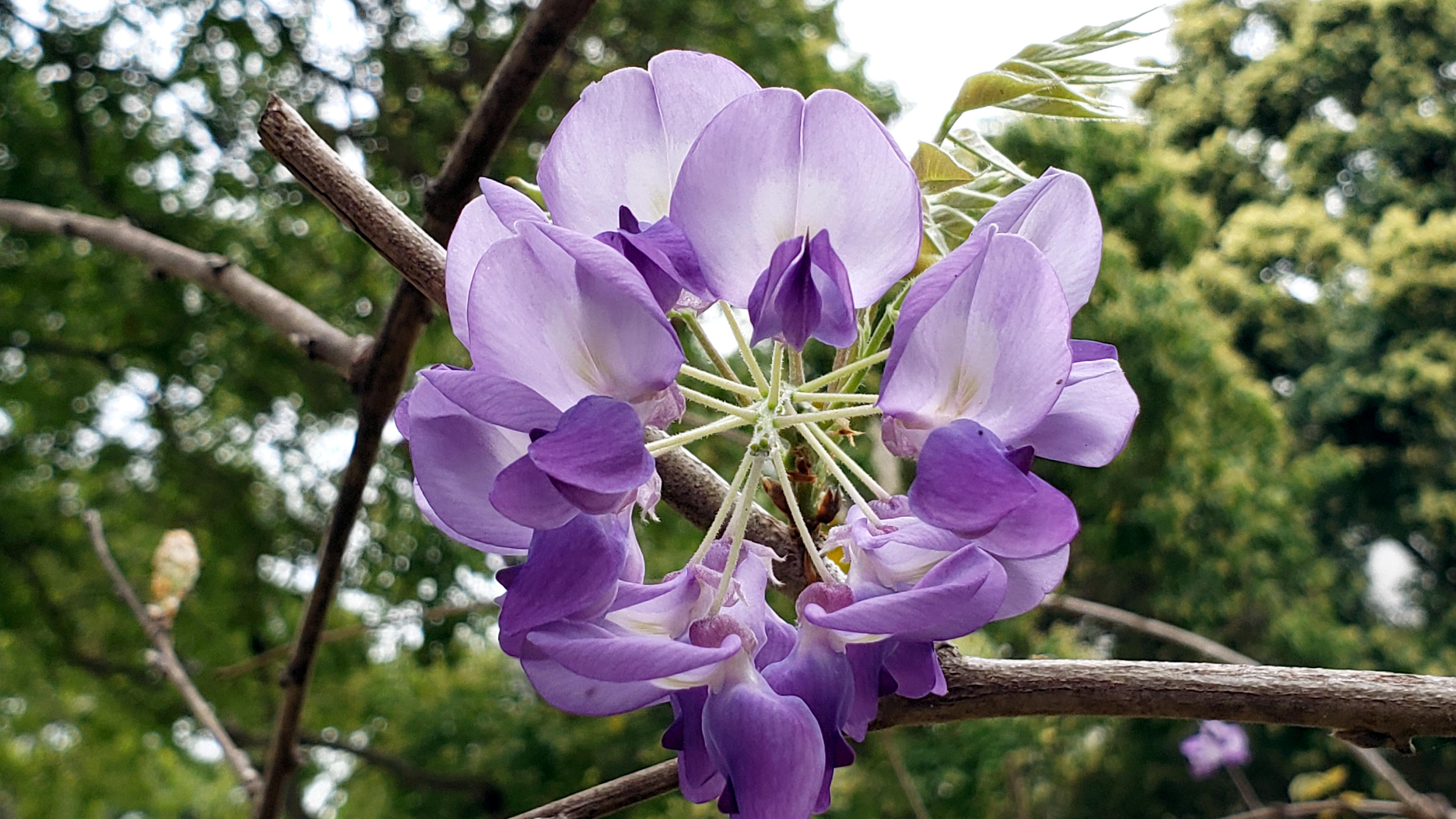 紫藤花花期是3月中旬至4月下旬。(康文署)