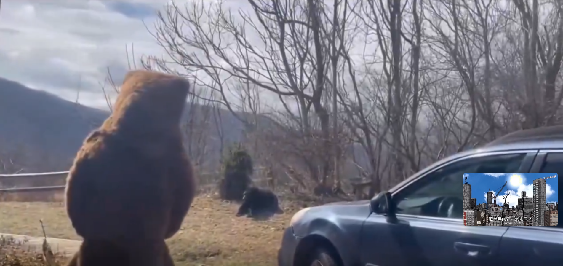 不久他被黑熊注意到,黑熊馬上警覺的退到柵欄邊。