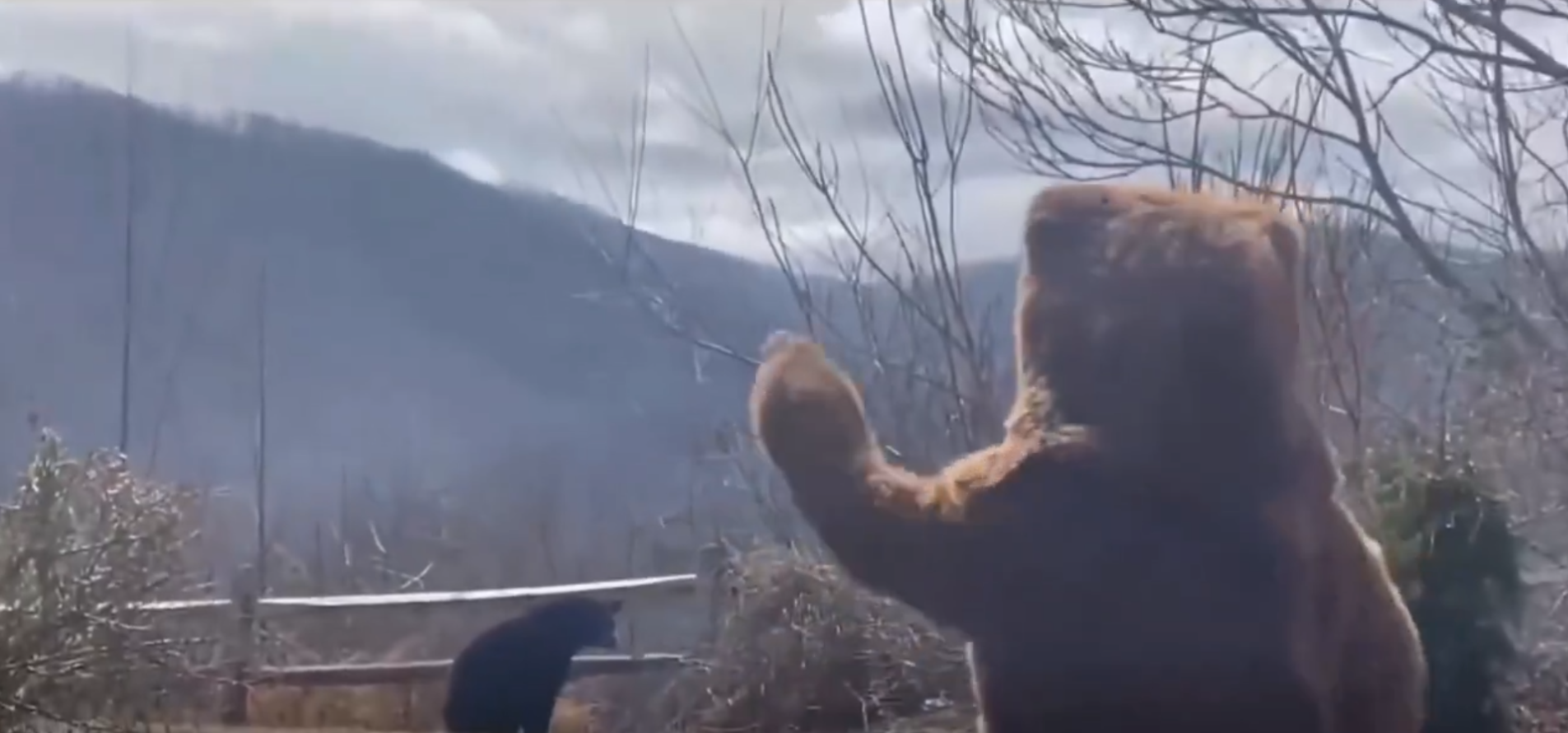 雙熊對視了幾秒鐘,黑熊就穿過柵欄縫隙跑回樹林。