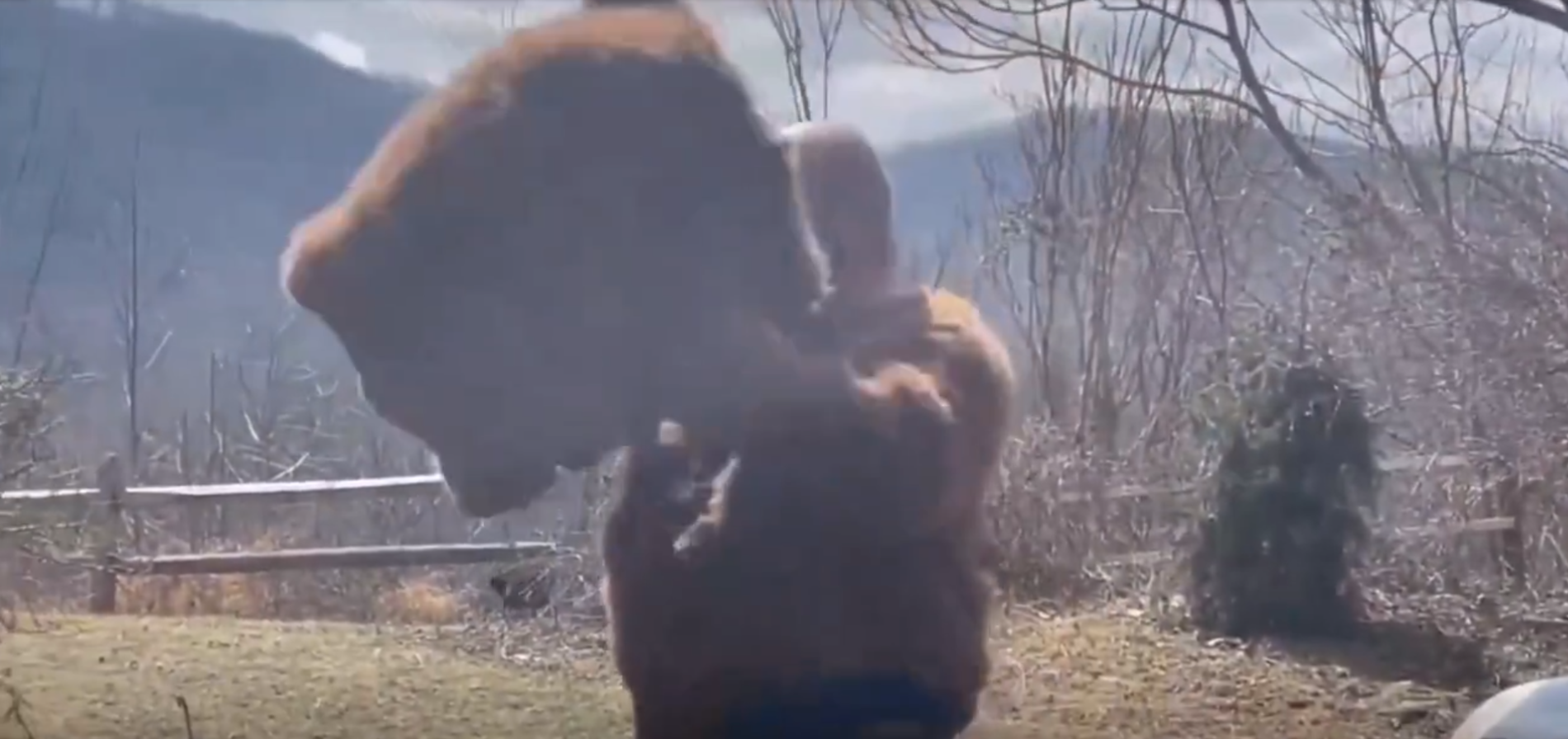 男子穿著棕熊造型服裝