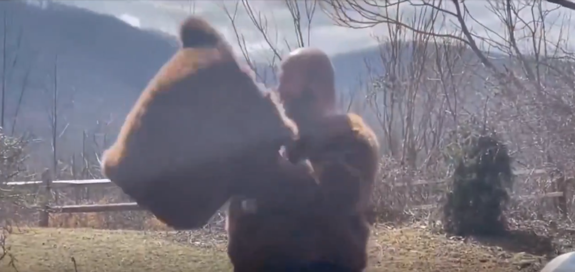 男子穿著棕熊造型服裝