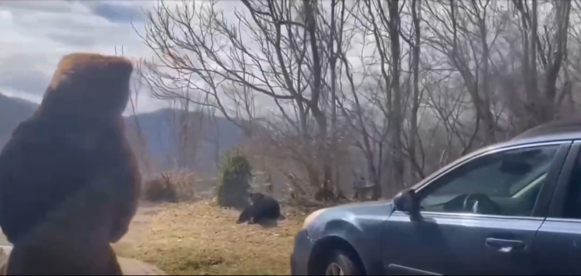 根據網傳影片畫面,男子穿著棕熊造型服裝,以2腳立起的姿勢,慢慢接近趴在地上的1頭黑熊