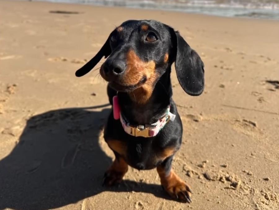 愛犬Valerie在袋鼠島露營期間,從營地逃脫失去影蹤。(X)