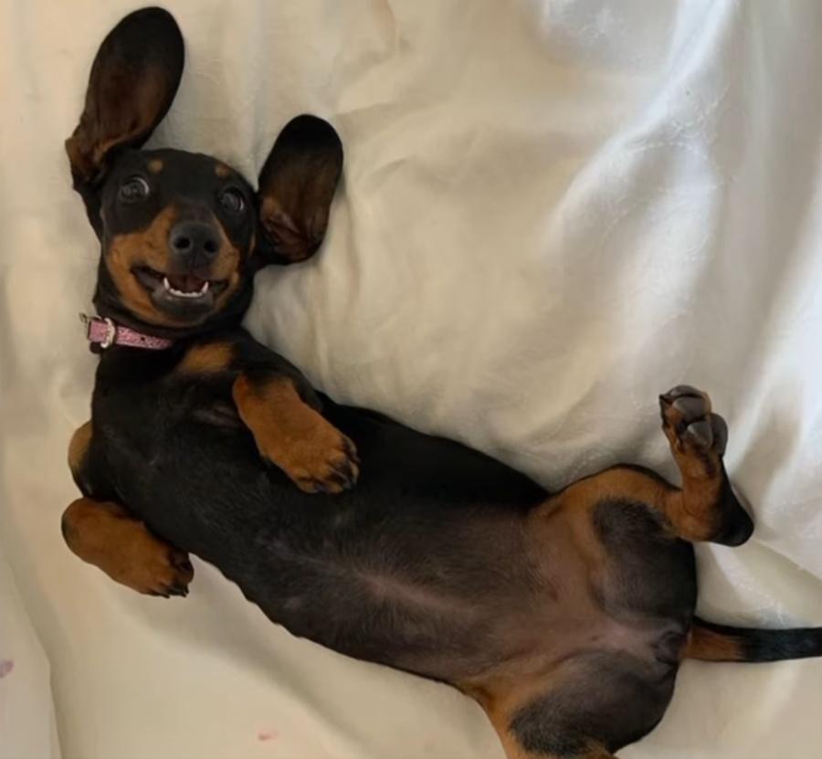 Georgia對愛犬竟變成野外求生高手,直呼:「真是不可思議」。(X)