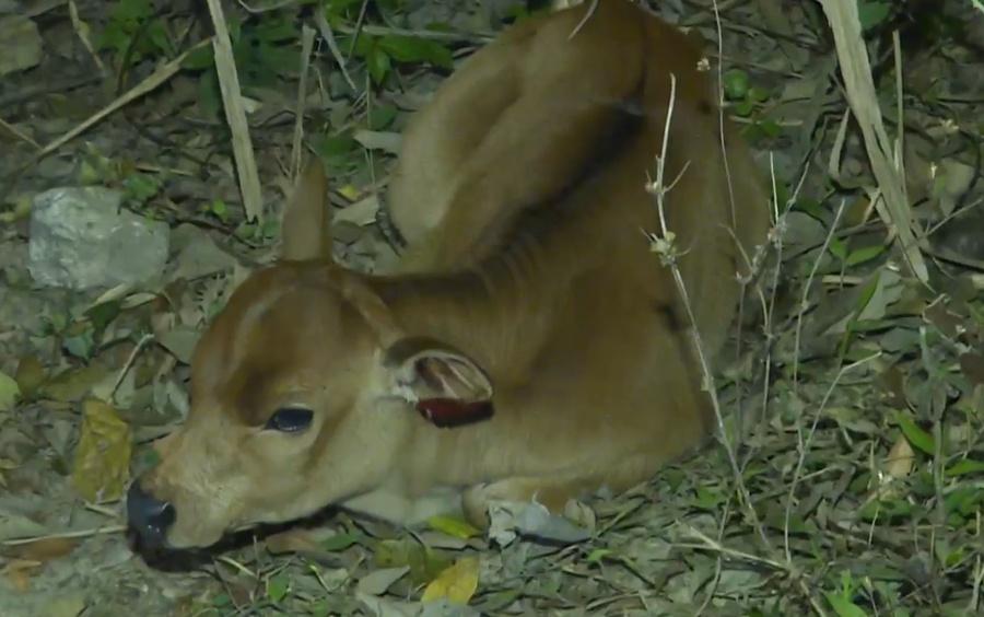 幼牛右前肢受傷,左耳染有鮮血,馬路上遺下血迹。(有線新聞截圖)