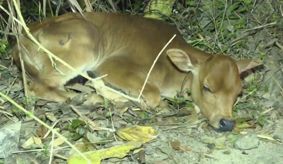 幼牛右前肢受傷,左耳染有鮮血,馬路上遺下血迹。(有線新聞截圖)