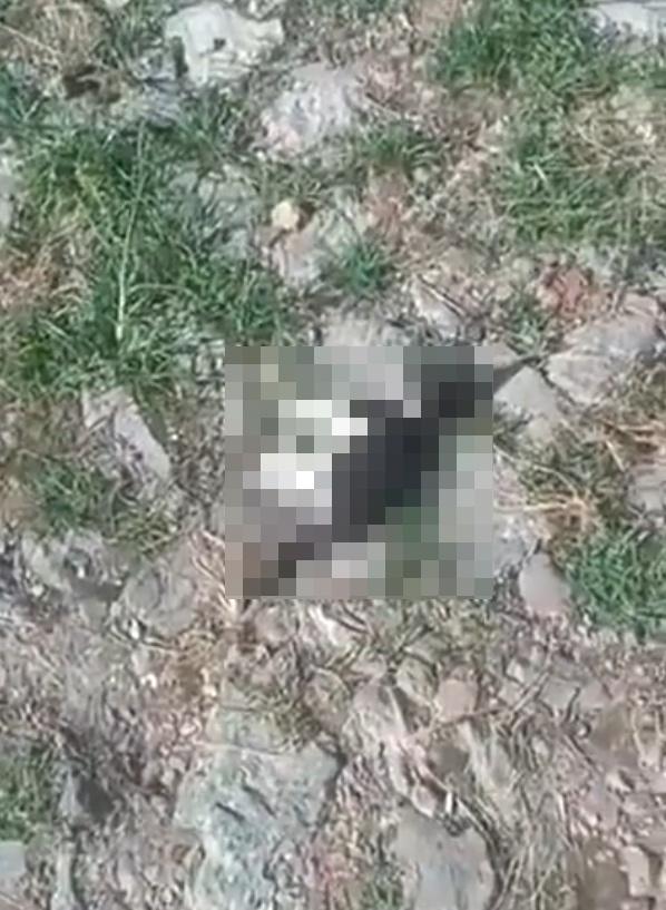 警方調查槍殺案是否與虐貓案件有關。(X)