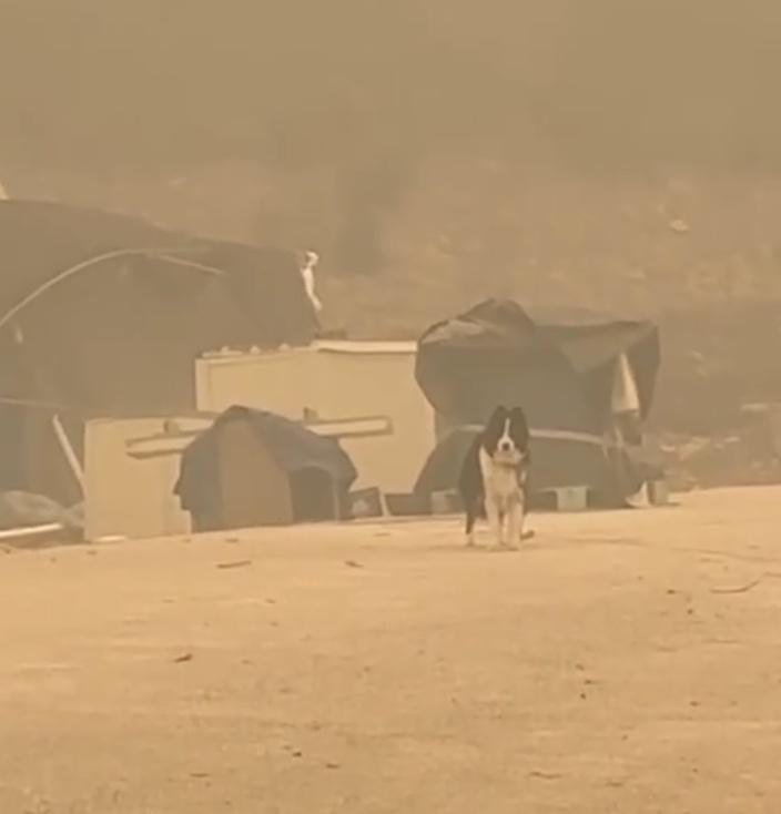 一隻邊境牧羊犬被獨留在又灰又黃的煙霧中,眼看上方電線的橡膠外層已經燒到融化且不斷濺出火花。(IG)