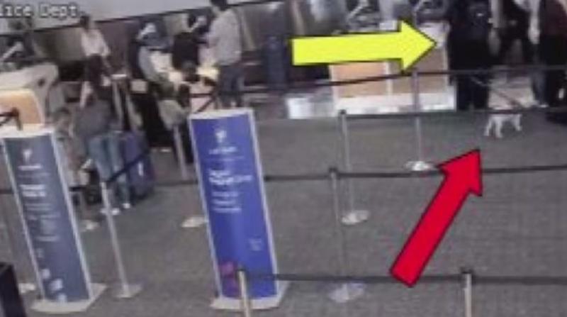 事發於去年12月16日,佛羅里達州奧蘭多國際機場CCTV拍攝到Alison帶著一隻白色貴婦犬在機場。(YouTube)