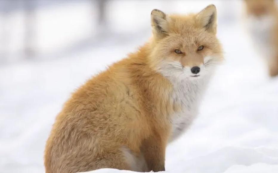 當局其後在前機輪附近發現狐狸屍體,狐狸長約50至60厘米。(示意圖。網上圖片)