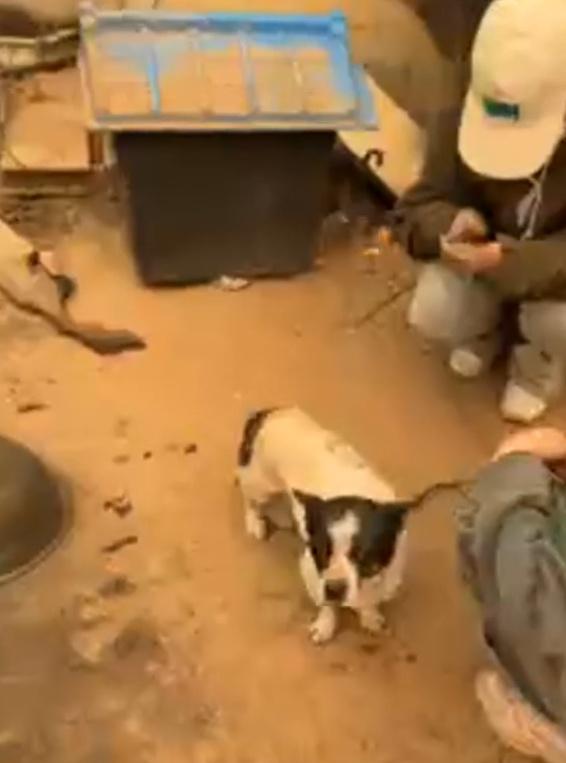 WeAct直言,許多獲救的狗狗都出現缺氧症狀,目前皆已送往醫院接受治療。(IG)