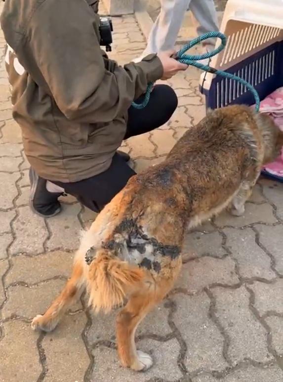 WeAct表示,許多飼主忙著逃命之際,忘記解開狗鍊或打開籠門,導致狗狗無法自行逃生。(IG)