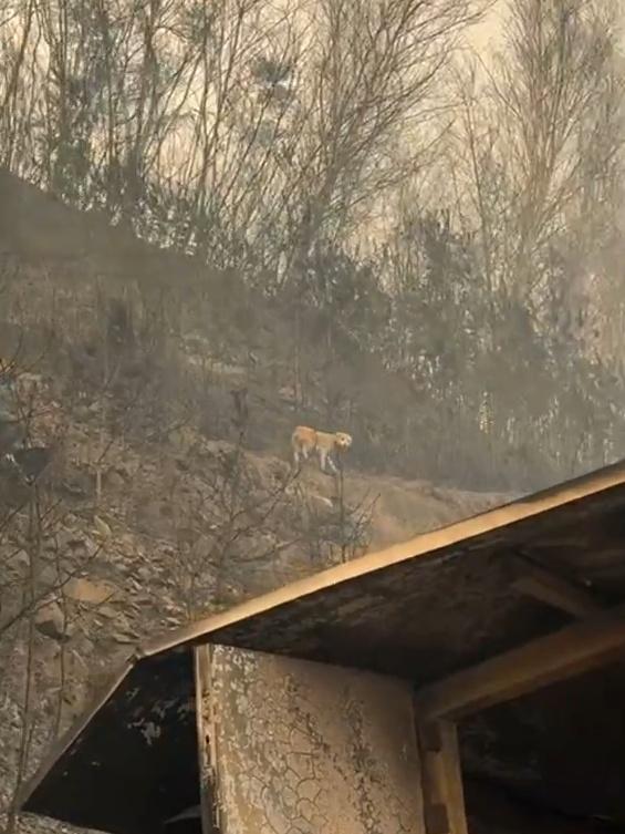 即使飼主帶犬逃生,但避難所不允許攜帶寵物釀遺棄。(IG)