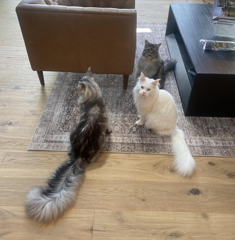 Amanda說:「每次餵牠時,牠的尾巴會直直地豎起來、打到我的臉」。(X)