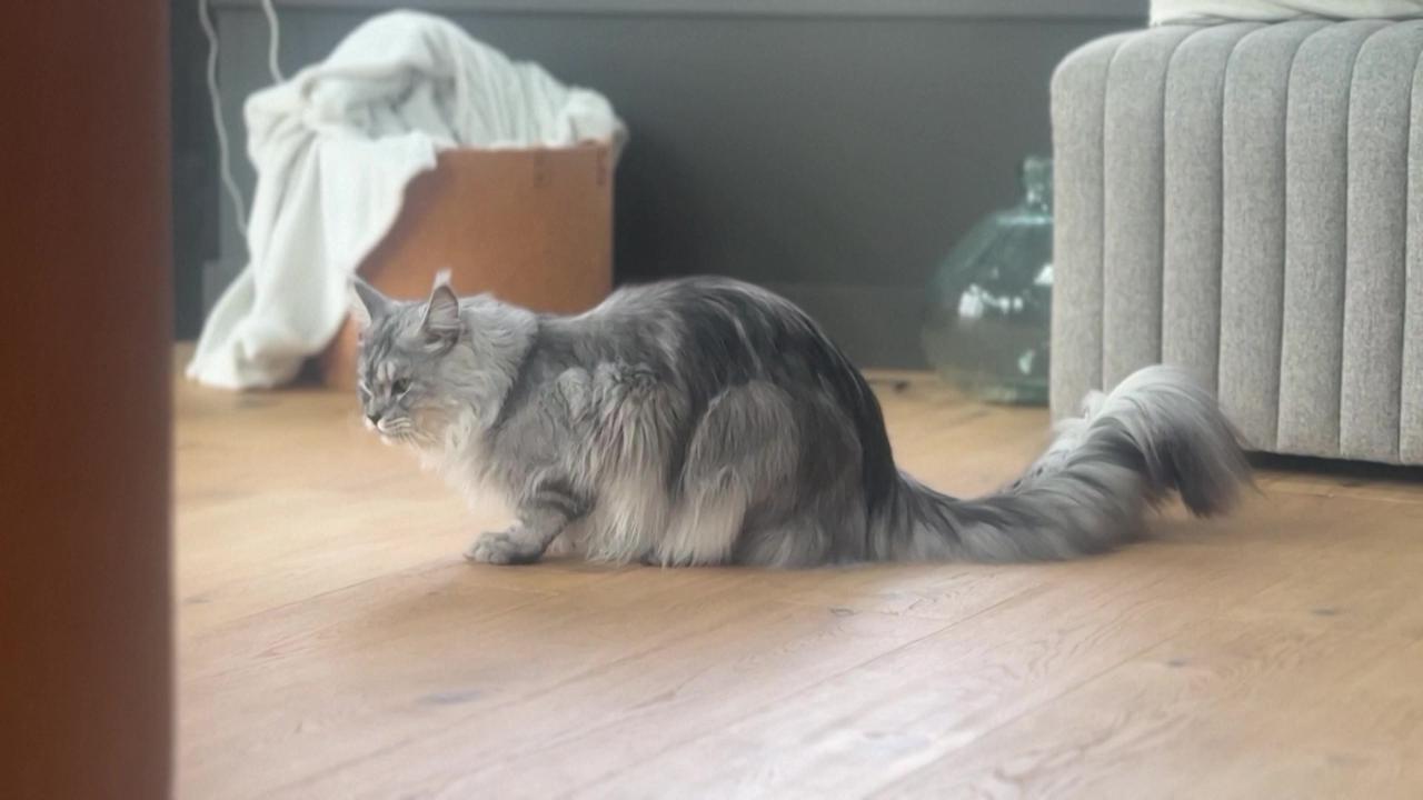 獸醫第一次見牠就驚呼:「這尾巴真的很長啊!」(X)