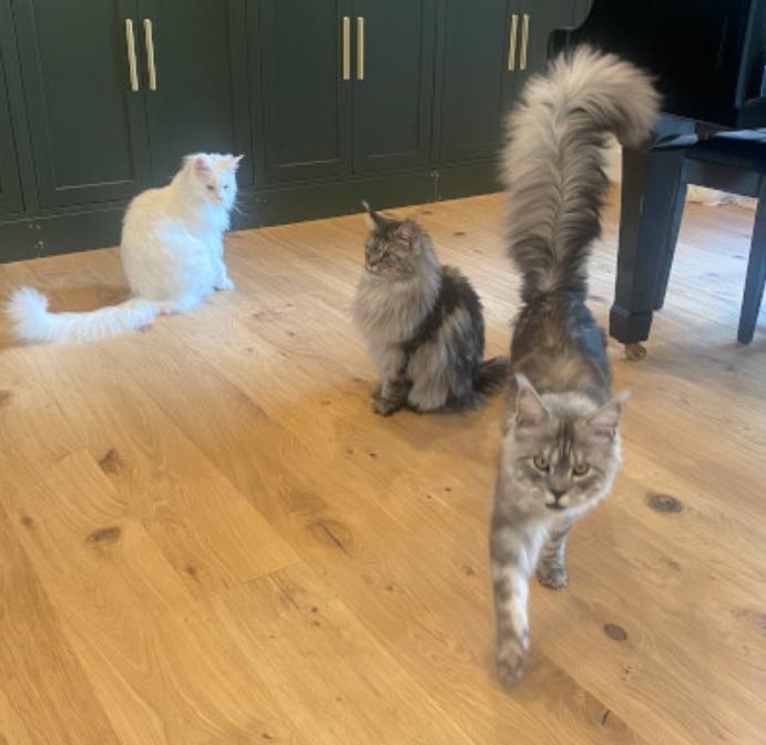 Mr. Pugsley Addams的尾巴卻明顯較其他貓手足更長。(X)