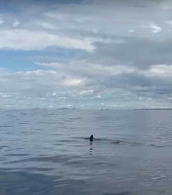 紐西蘭奧克蘭大學(University of Auckland)研究團隊於2023年12月拍攝到這個罕見畫面。(YouTube)