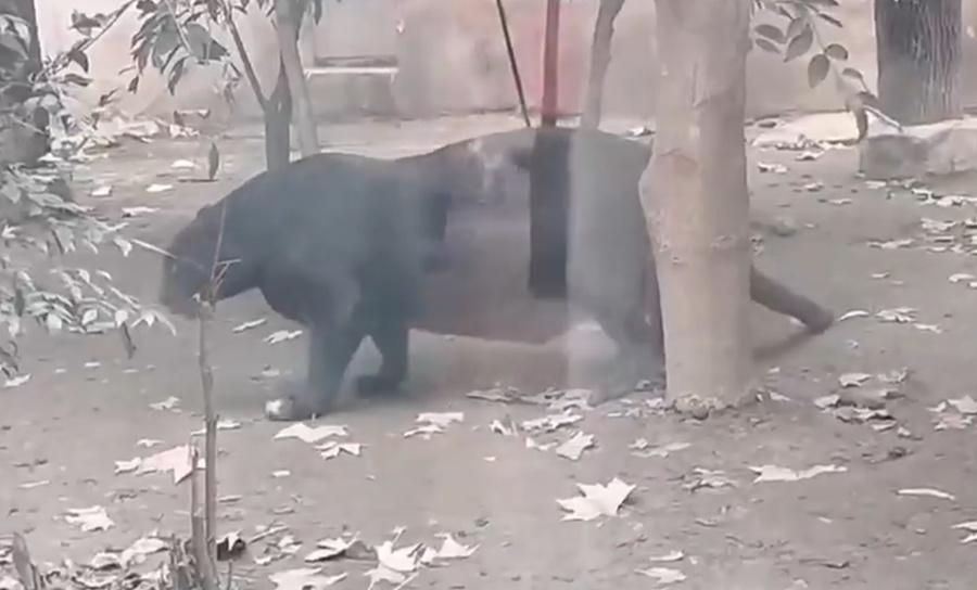 網民:確定不是有孕?(微博)