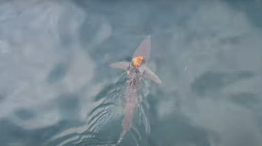 研究人員:鯊魚是不小心被漁具纏住了嗎?還是鯊魚被攻擊?(YouTube)