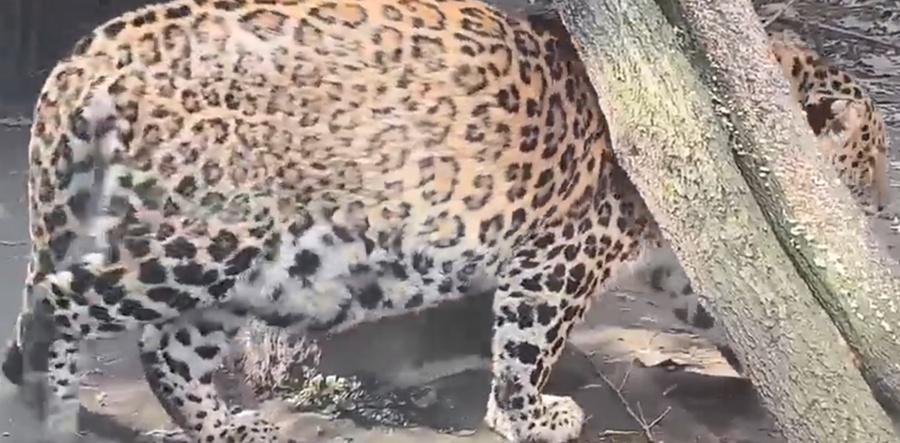 網民:確定不是有孕?(微博)