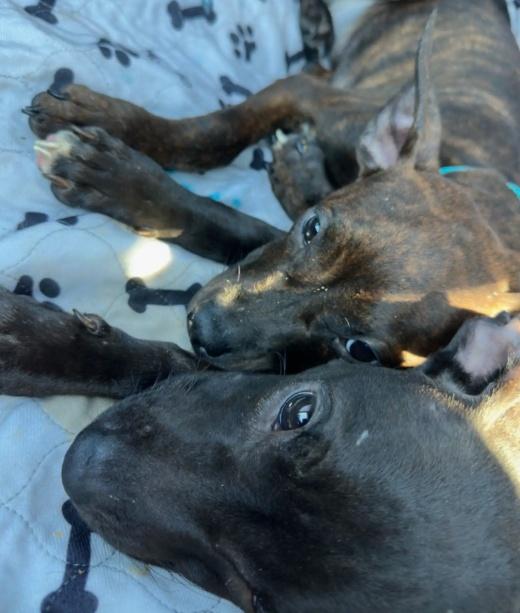 狗狗寄養一週多後已逐漸恢復健康並展現活力。(X)