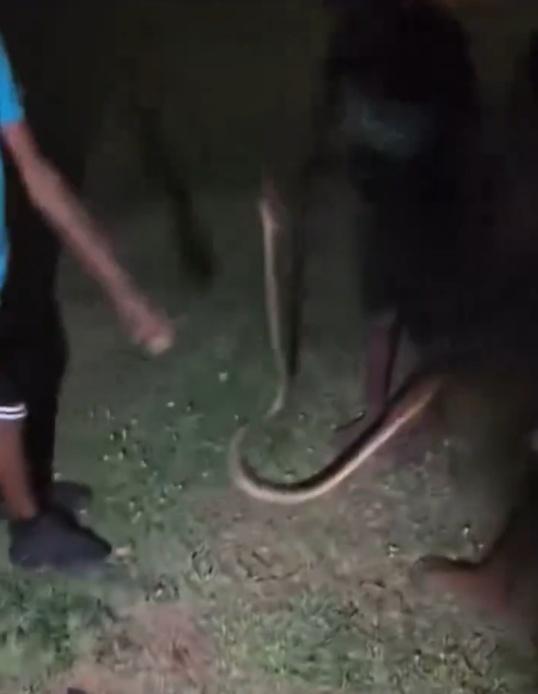 孩子們把「繩」放在草地上看之後,才發現這是條2.5米長的黑頭盾蟒。(X)