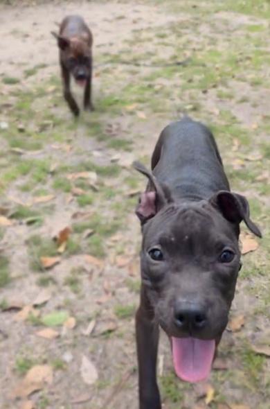 狗狗寄養一週多後已逐漸恢復健康並展現活力。(X)